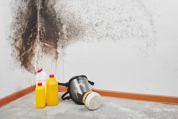 Best Commercial Mold Remediation in Cleveland, OK
