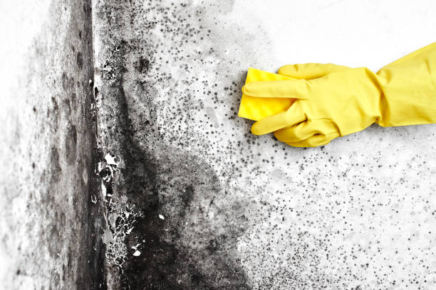 Best Post-Flood Mold Remediation in Cleveland, OK
