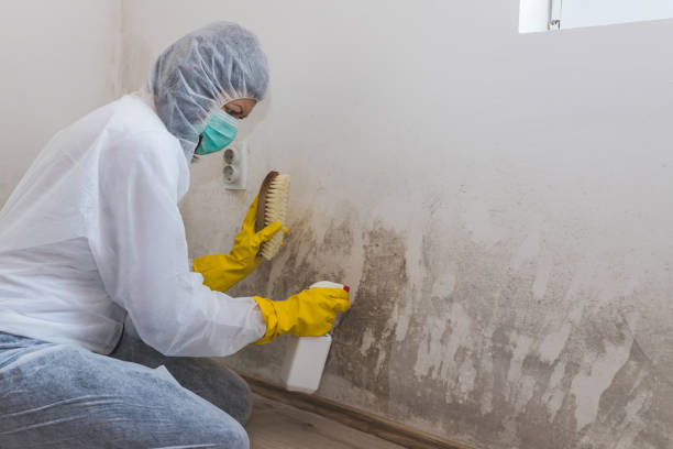 Best Residential Mold Remediation in Cleveland, OK