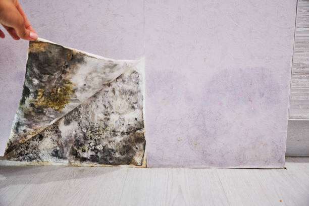 Best Residential Mold Remediation in Cleveland, OK